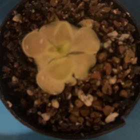 Photo of the plant species Butter Worth by @BoldSansevieria named Wort on Greg, the plant care app