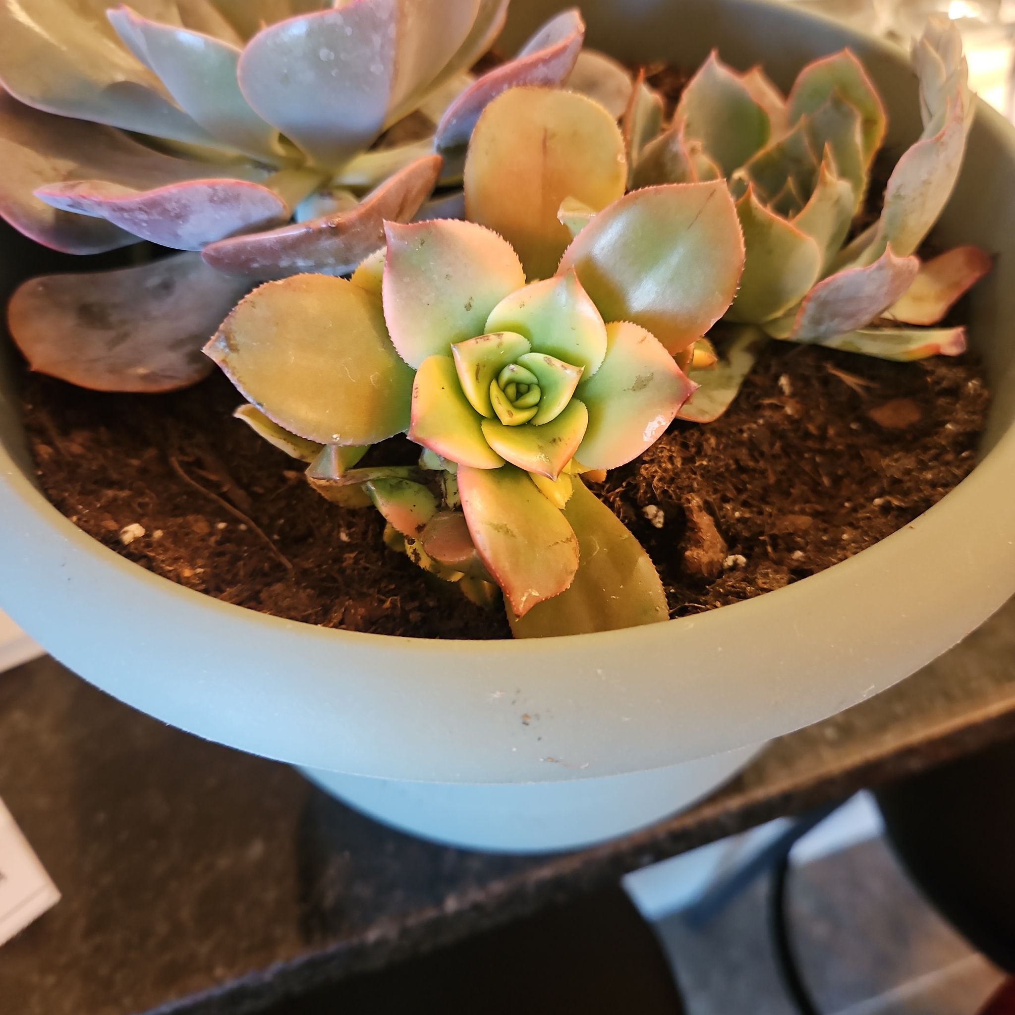 Photo of the plant species Sun Dancer by @JoyousPoisonivy named Sir Plancelot on Greg, the plant care app