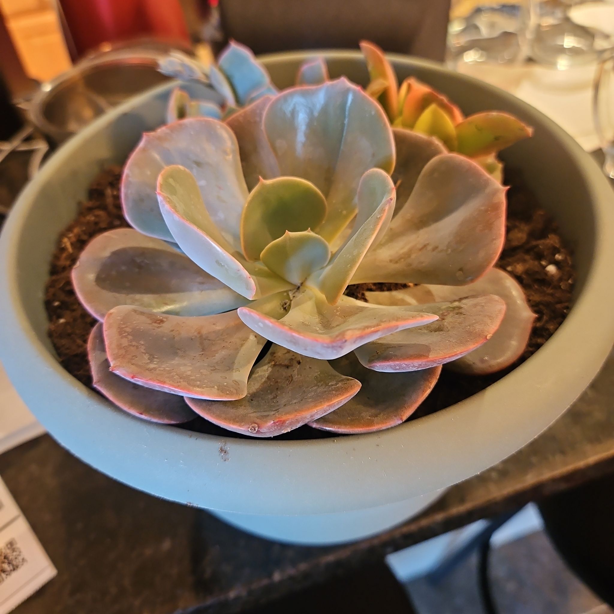 Potted Echeveria 'Dusty Rose' succulent with healthy, fleshy leaves.