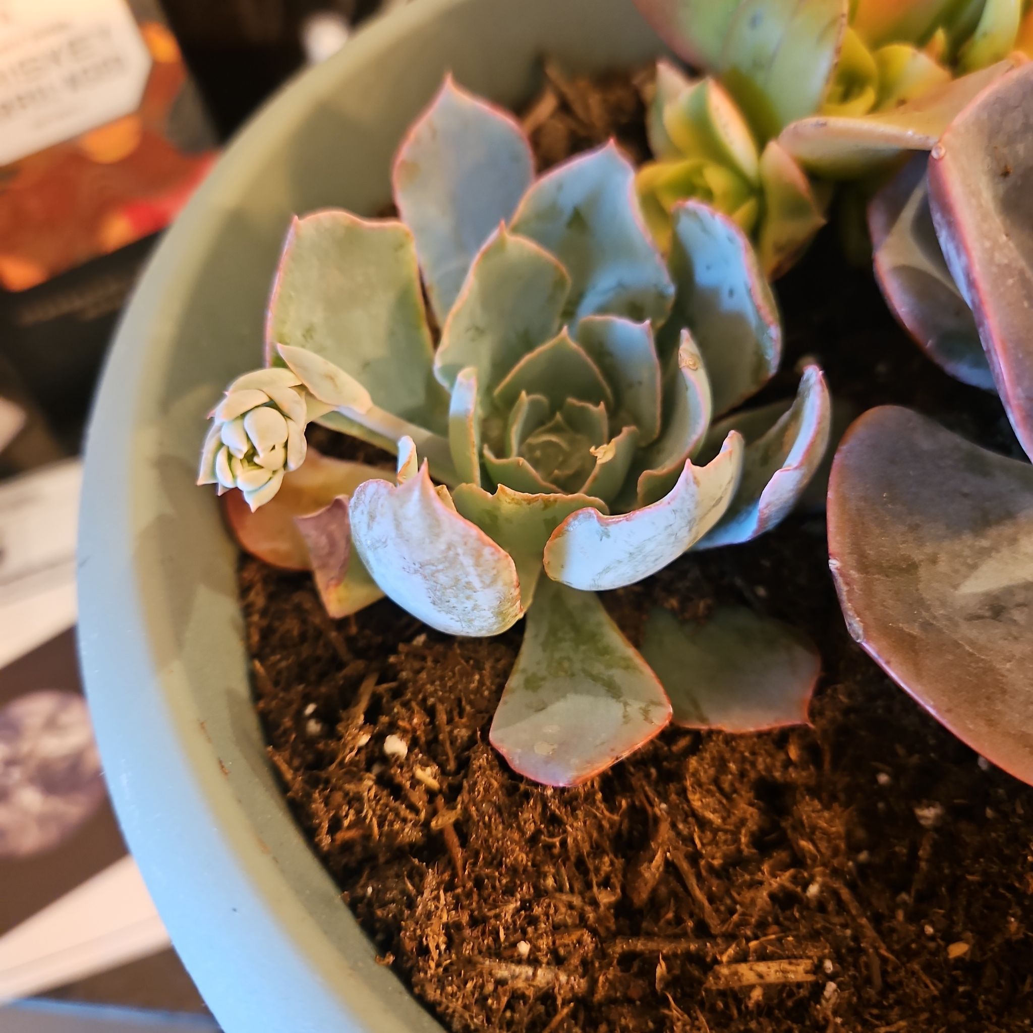 Echeveria 'Blue Heron' succulent in a pot with visible soil, appears healthy.