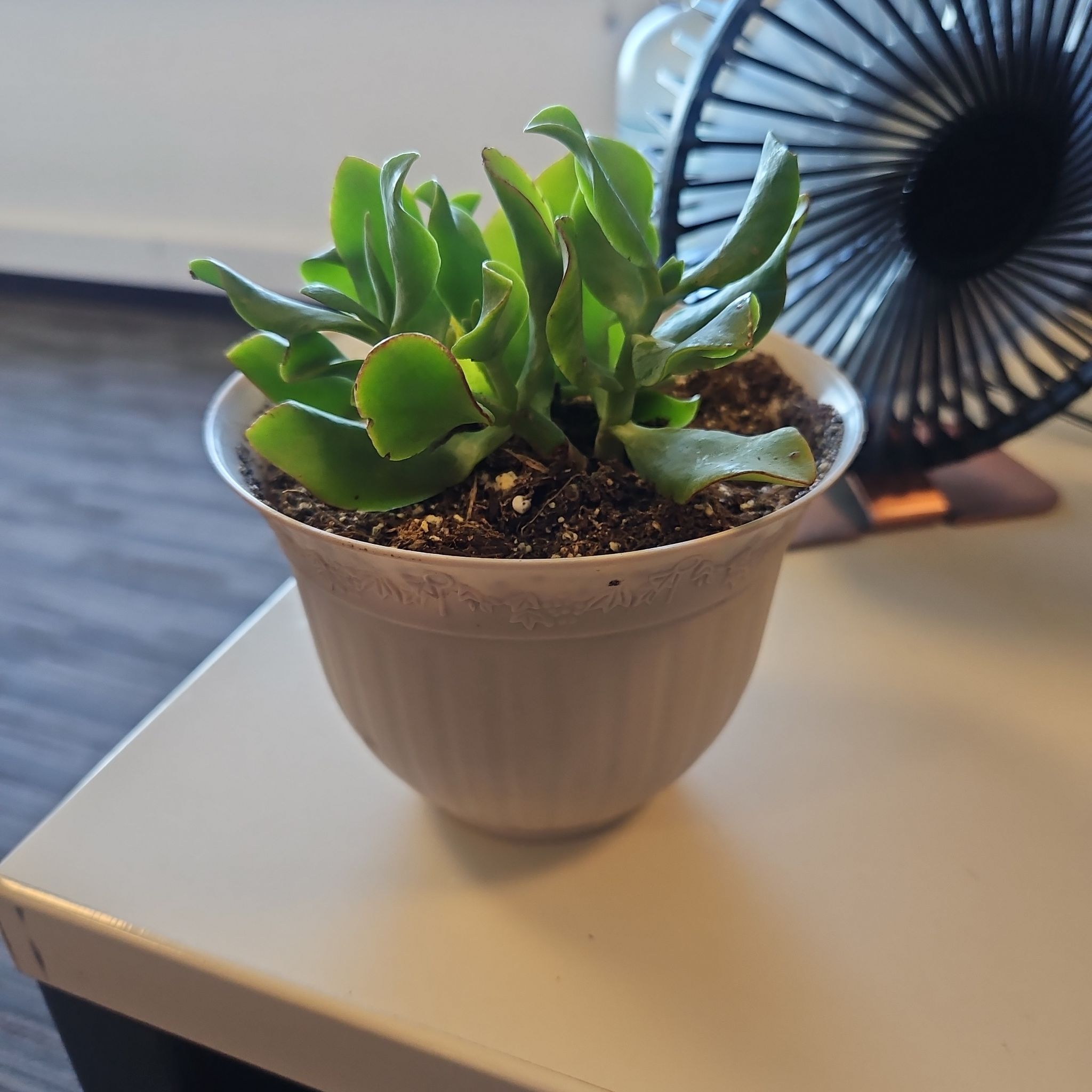 Potted Curly Jade Succulent on a surface with visible soil, well-framed and in focus.