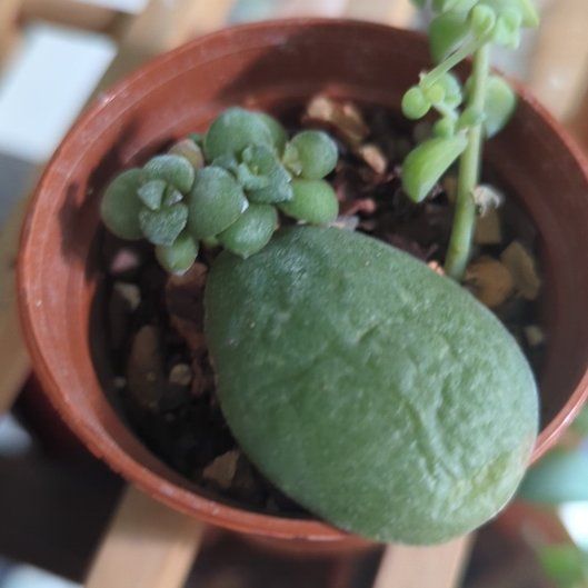 Photo of the plant species Compact Jade by @FamousPomelo named Treeyoncé on Greg, the plant care app