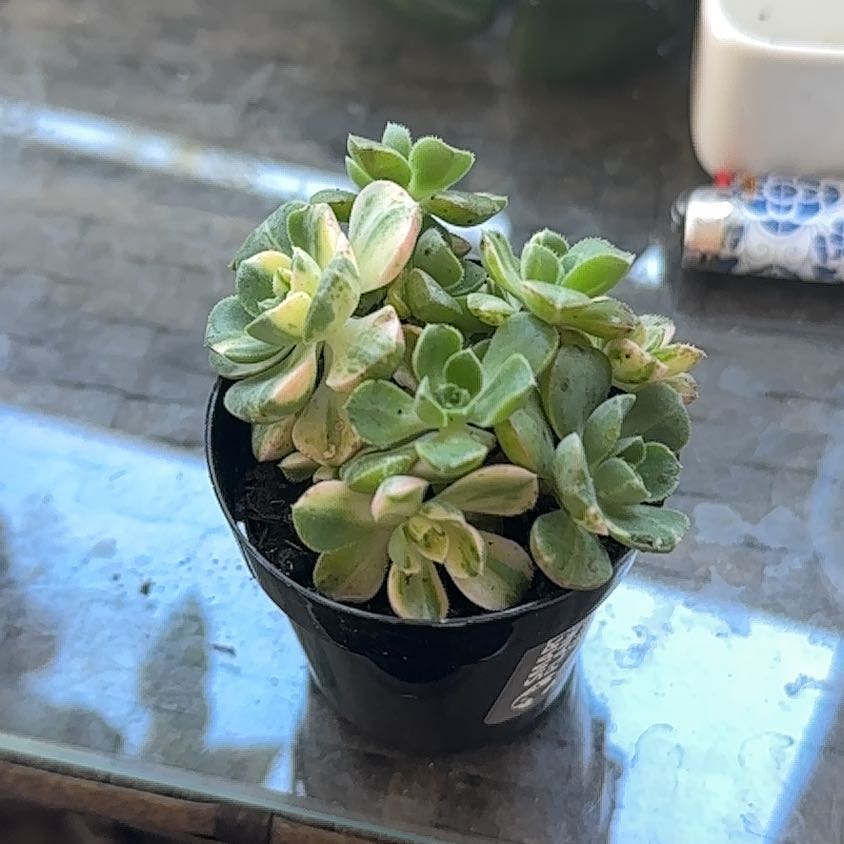 Photo of the plant species Aeonium domesticum 'Variegata' by @PoeticCorkoak named Ferb on Greg, the plant care app