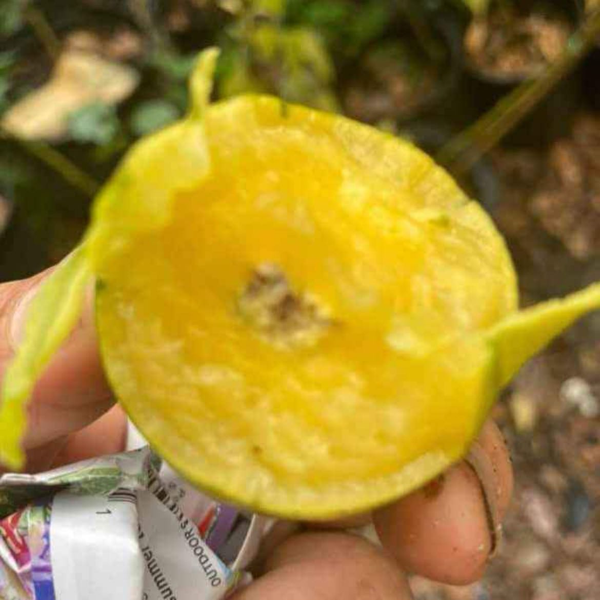 Photo of the plant species June plum by @PerkySnakeberry named Navajo on Greg, the plant care app