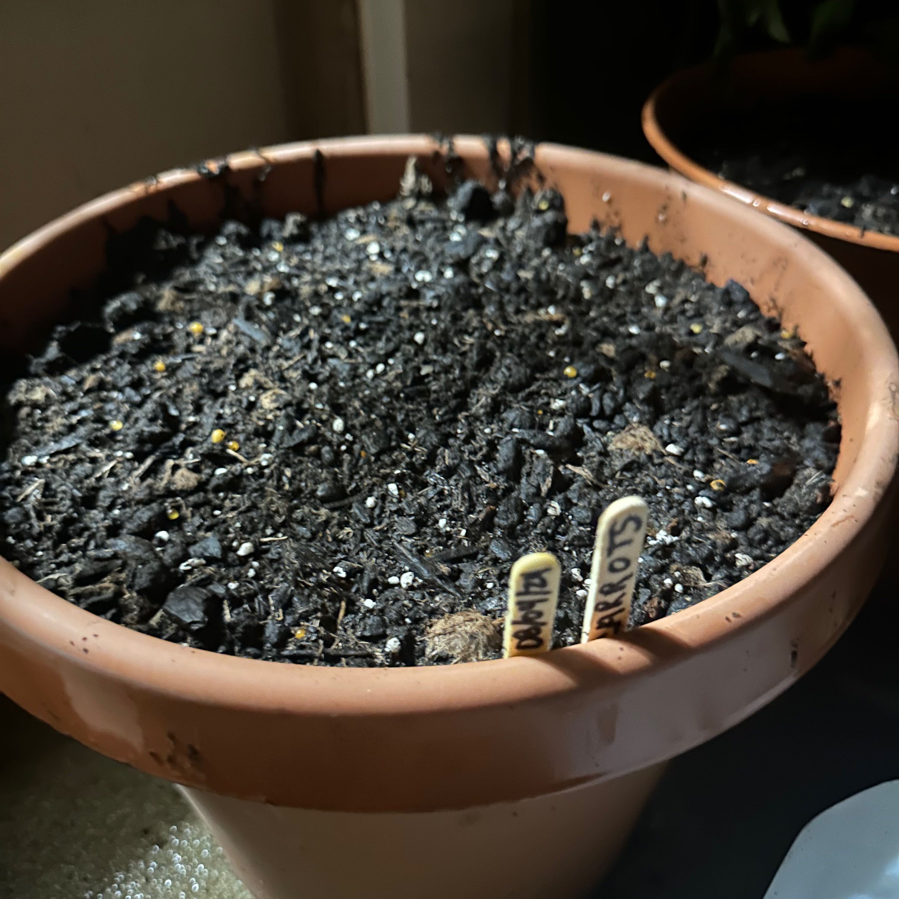 Photo of the plant species Baby Carrot by @SparklyAsarina named Maya on Greg, the plant care app