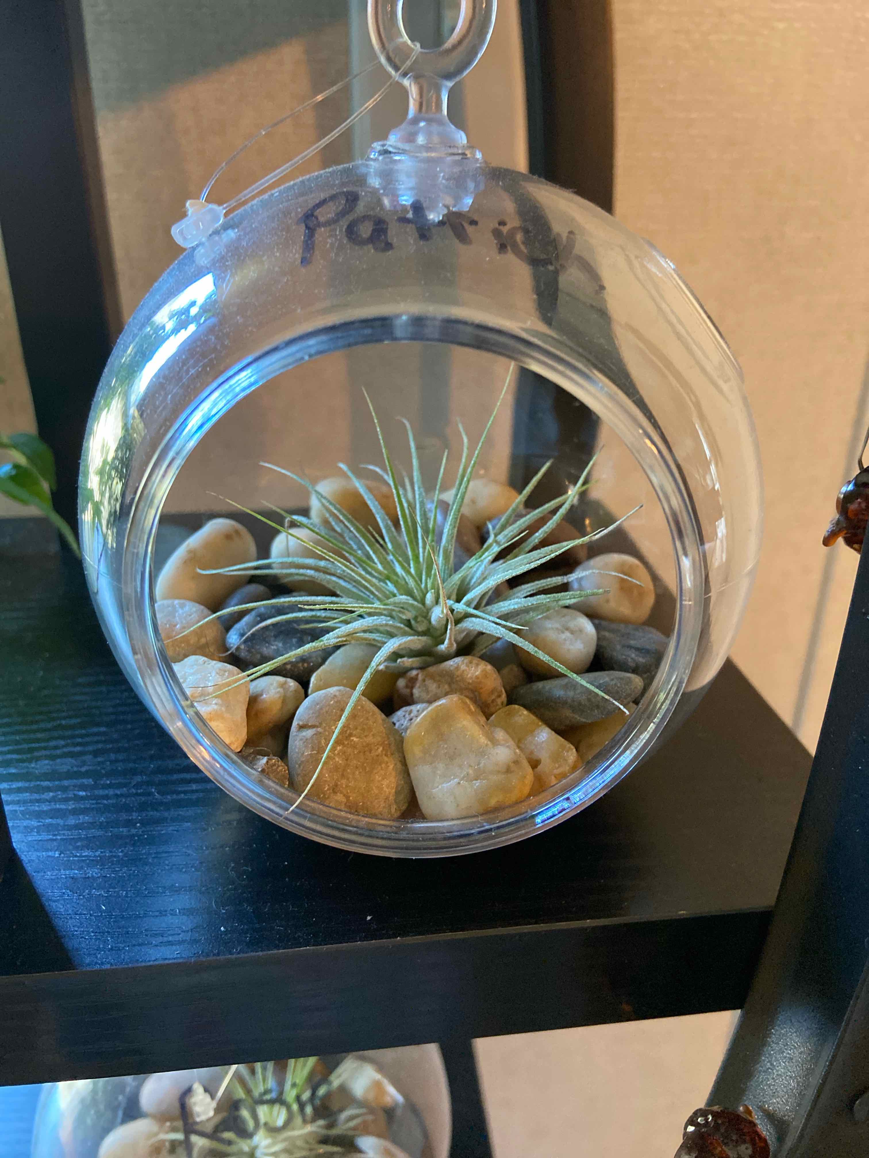 Tillandsia ionantha 'Guatemala' plant in a glass terrarium with rocks.