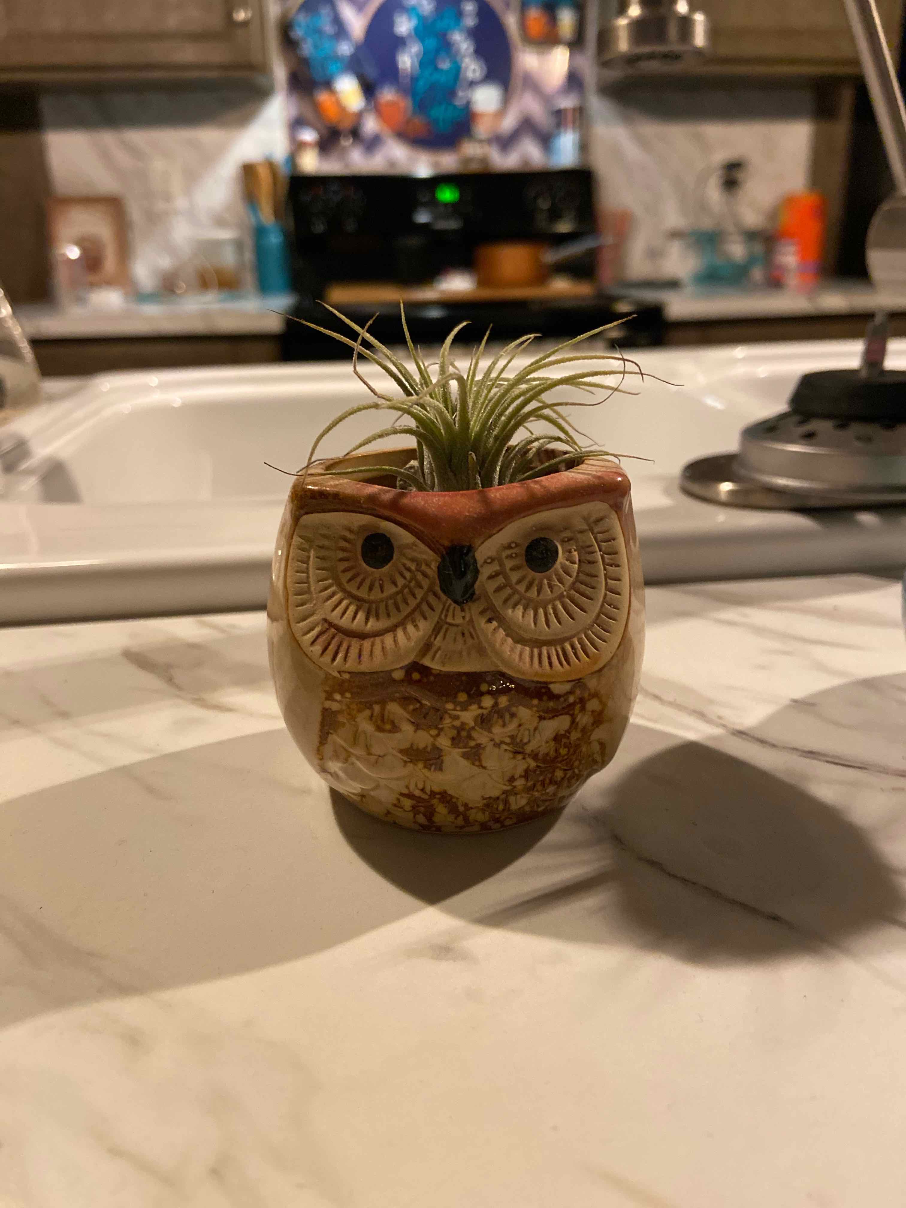 Tillandsia ionantha 'Guatemala' in an owl-shaped pot on a kitchen counter.