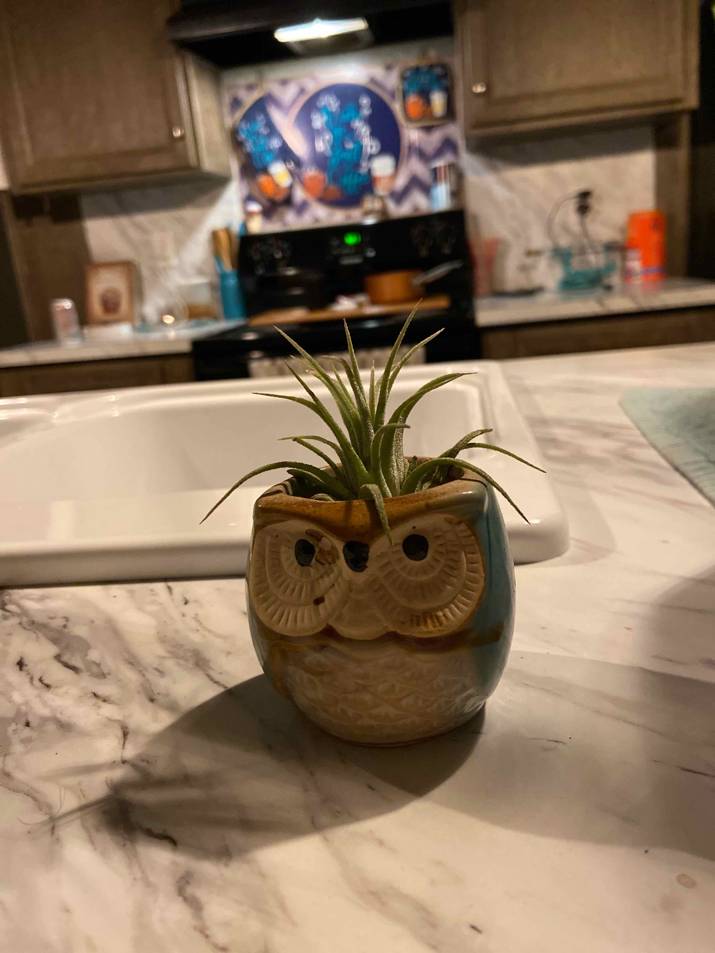 Tillandsia ionantha 'Guatemala' plant in an owl-shaped pot on a kitchen counter.