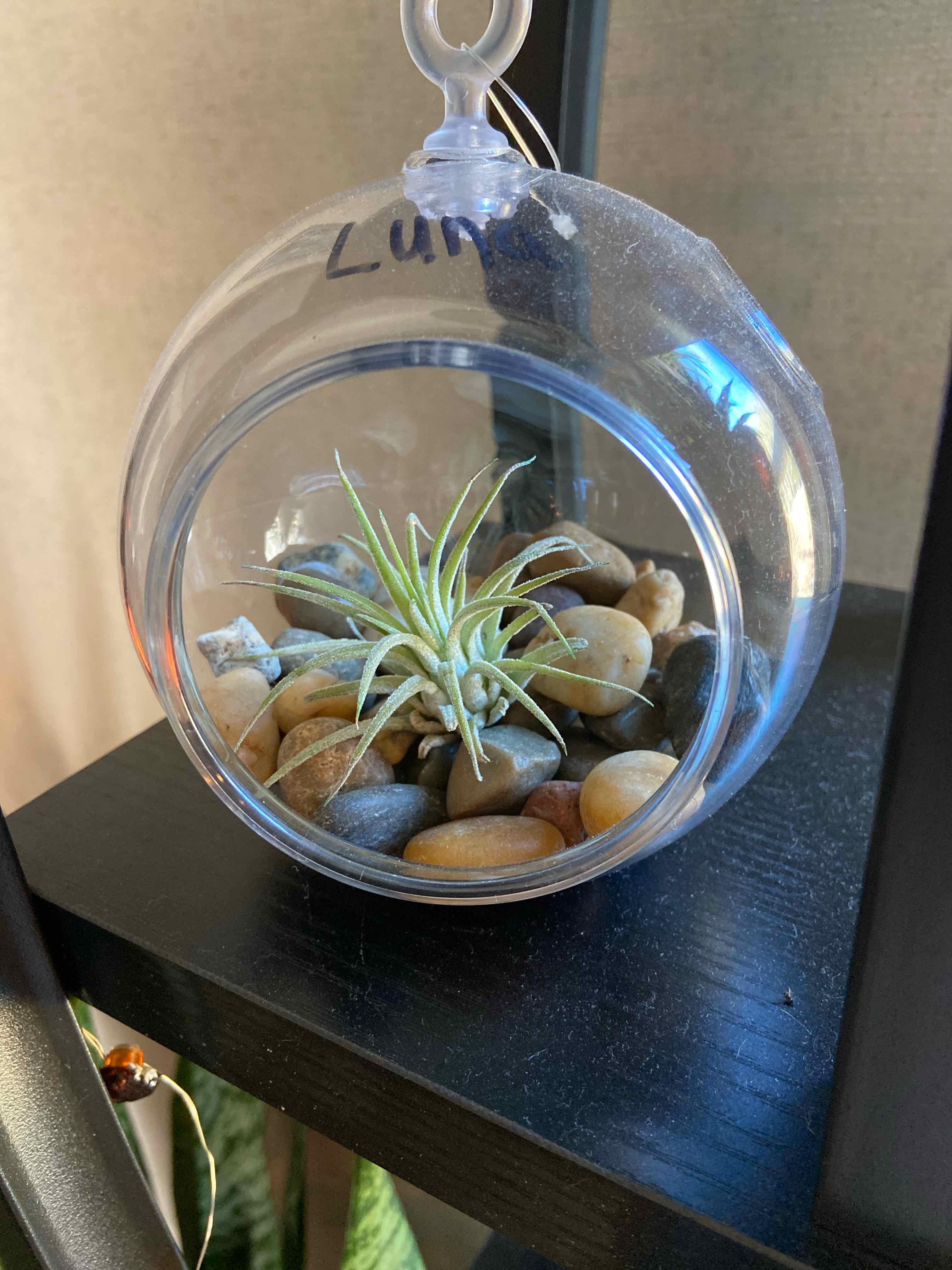Tillandsia ionantha 'Guatemala' in a glass terrarium with pebbles, appears healthy.