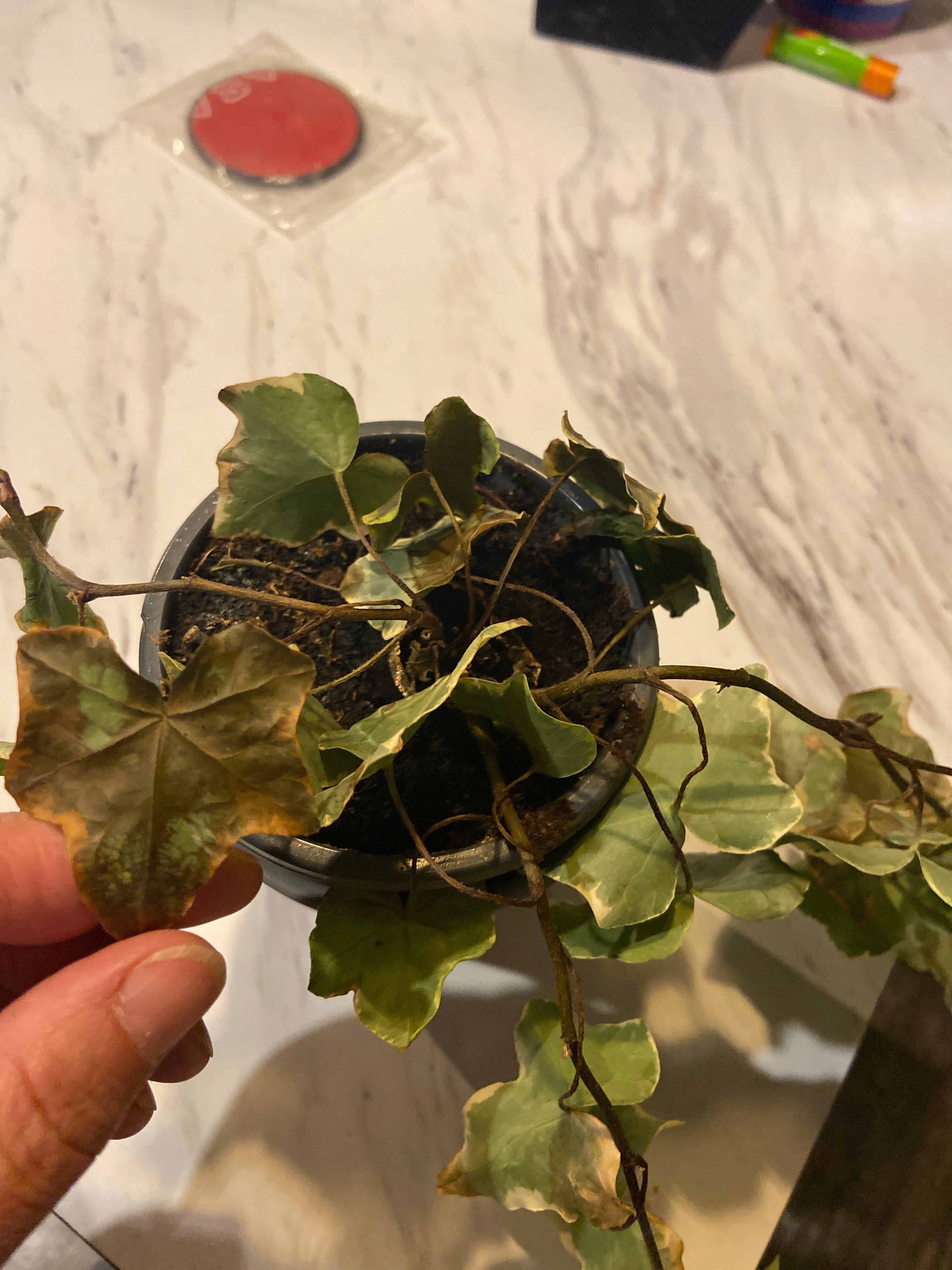5 Common Algerian Ivy Flowering Issues 🌸