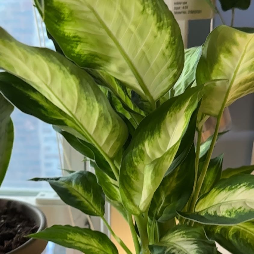 Healthy Dumbcane Tropic Snow plant with vibrant green and white variegated leaves.