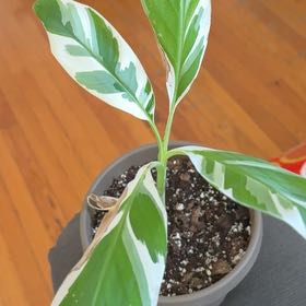 Photo of the plant species Ae Ae Banana by @ComicEuphorbia named Beyonce on Greg, the plant care app