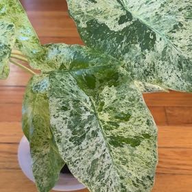 Photo of the plant species Alocasia 'Batik' by @ComicEuphorbia named Mollie on Greg, the plant care app