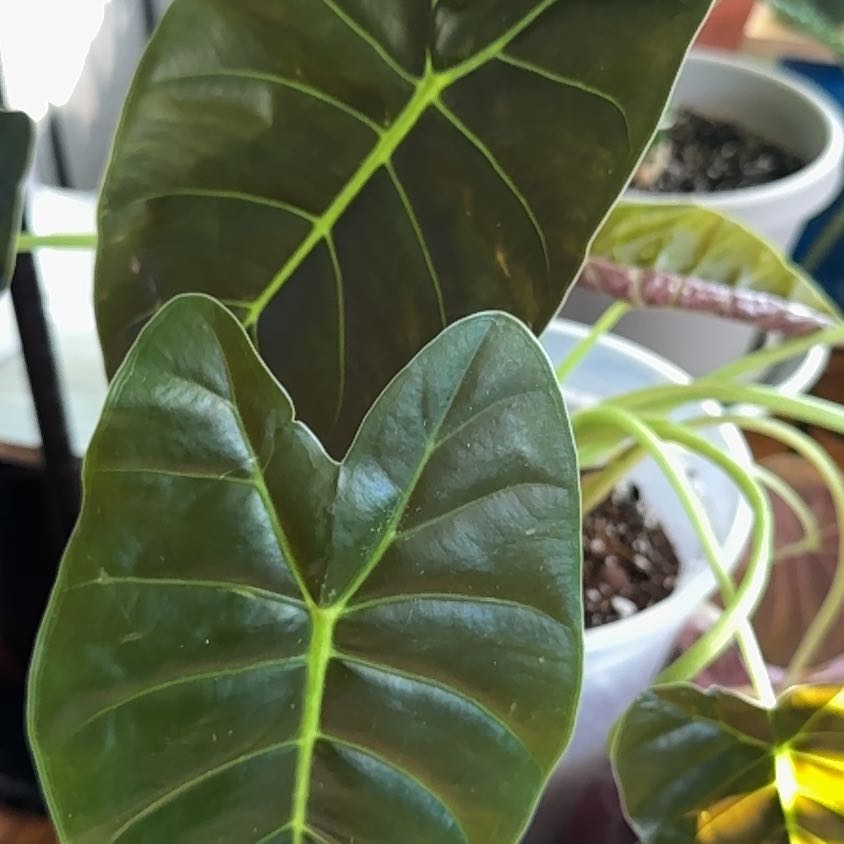Photo of the plant species Alocasia longiloba 'Dragon's Tooth' by @ComicEuphorbia named Zion on Greg, the plant care app