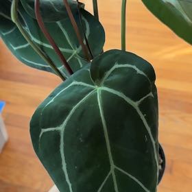 Photo of the plant species Anthurium magnificum x crystallinum by @ComicEuphorbia named Prince on Greg, the plant care app