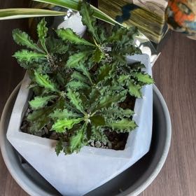 Photo of the plant species Euphorbia decaryi by @SavvyArrowroot named Messi on Greg, the plant care app