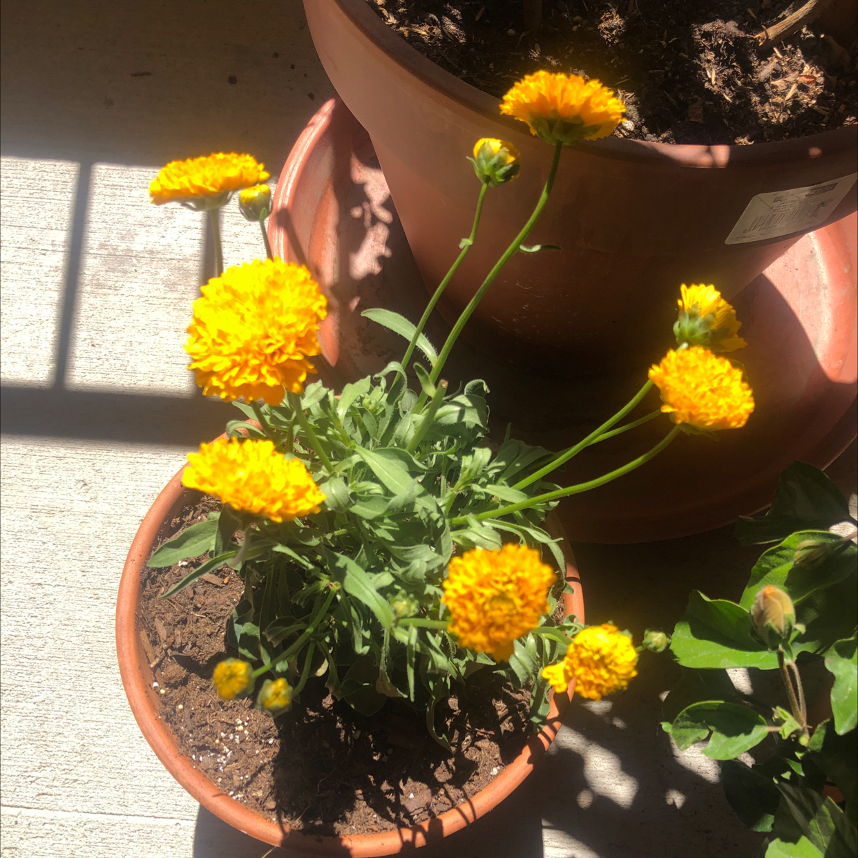 Photo of the plant species Golden Sphere by @NotableRedbetel named Wyatt on Greg, the plant care app