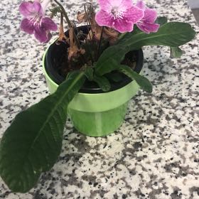 Photo of the plant species Lady Slipper Violet by @NotableRedbetel named Dolores on Greg, the plant care app