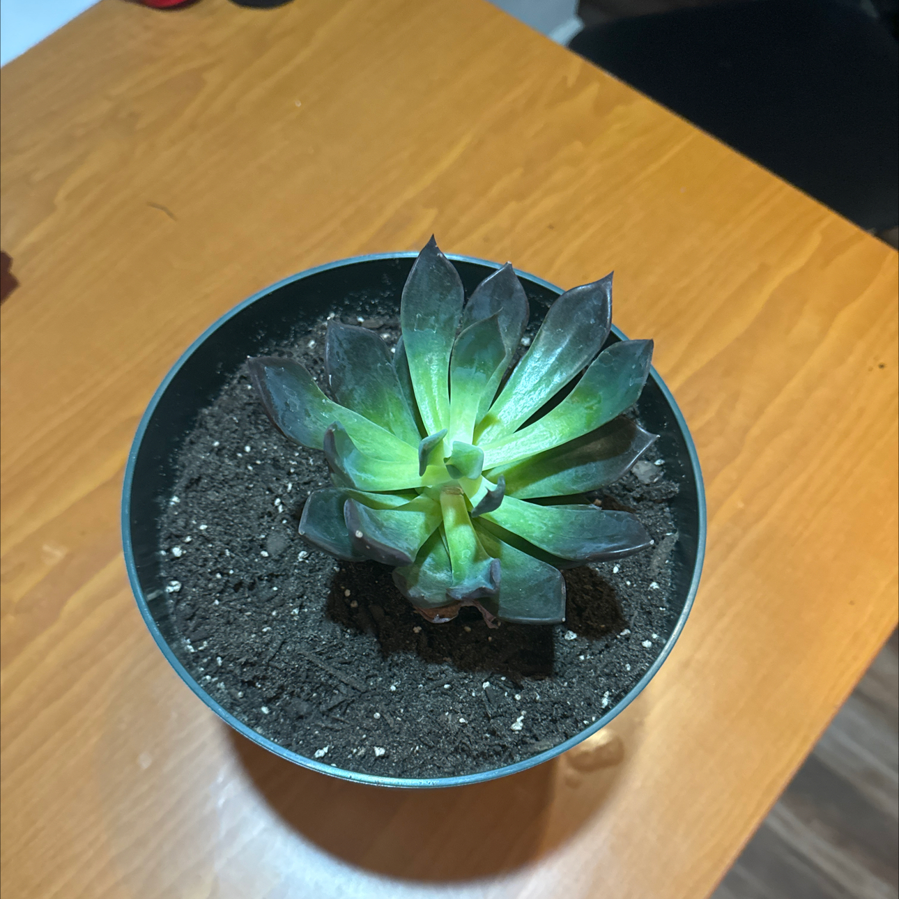 Photo of the plant species Dark Moon by @HeroBucksbeard named Hela on Greg, the plant care app