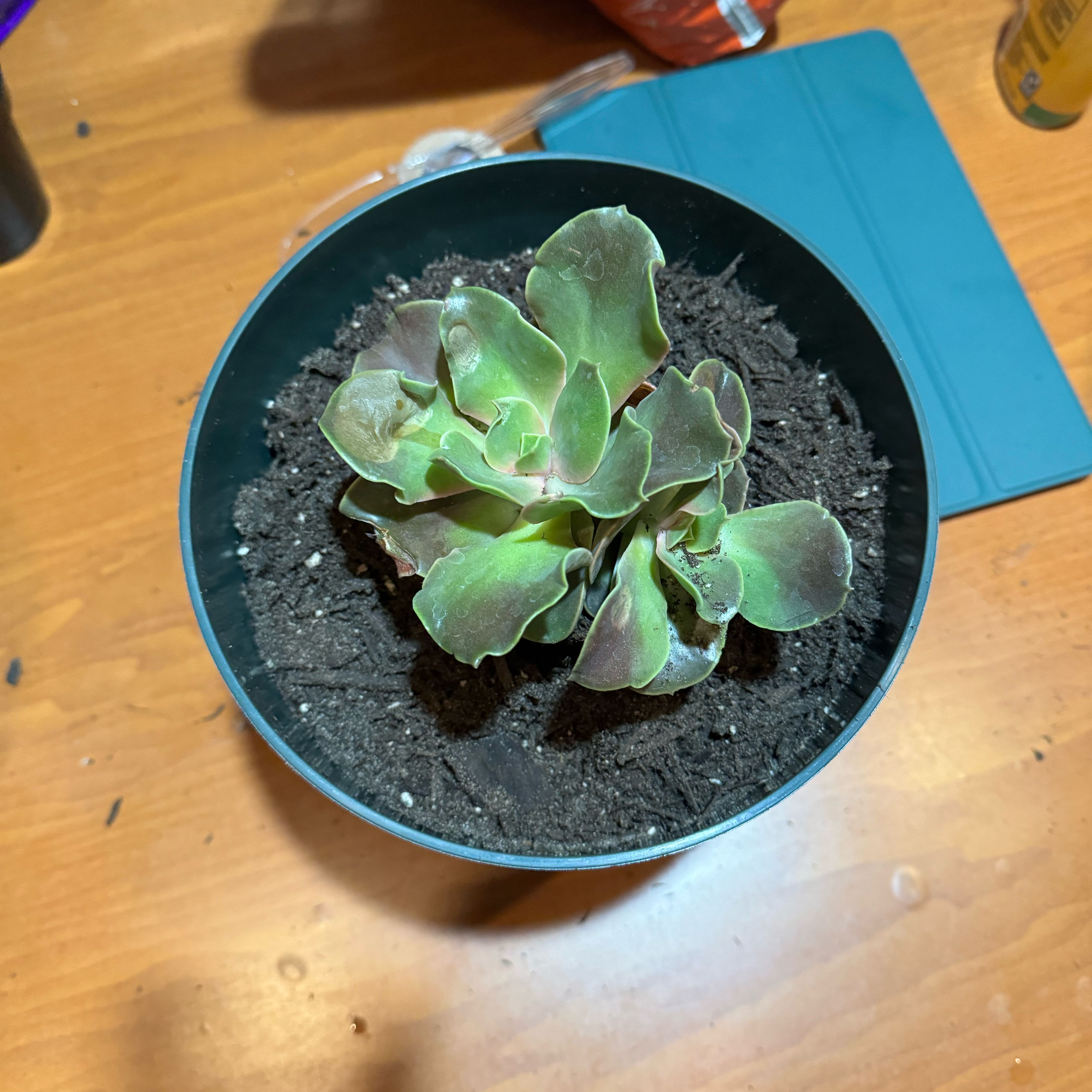 Photo of the plant species Echeveria 'Fireglow' by @HeroBucksbeard named Agni on Greg, the plant care app