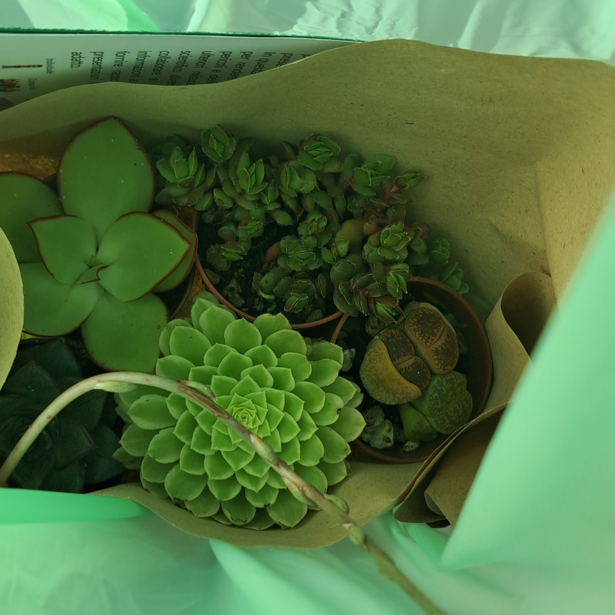 Photo of the plant species Aeonium 'Emerald Ice' by @HansTheMess named Phoenix on Greg, the plant care app