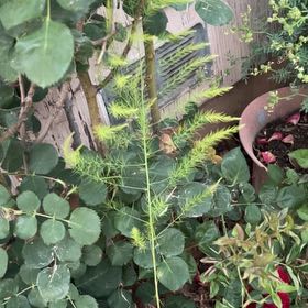 Photo of the plant species Climbing Asparagus Fern by @YeahDurangoroot named Surya on Greg, the plant care app