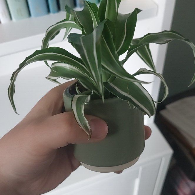 Photo of the plant species Dracaena Kanzi by @NaturallyPokaka named Duke on Greg, the plant care app