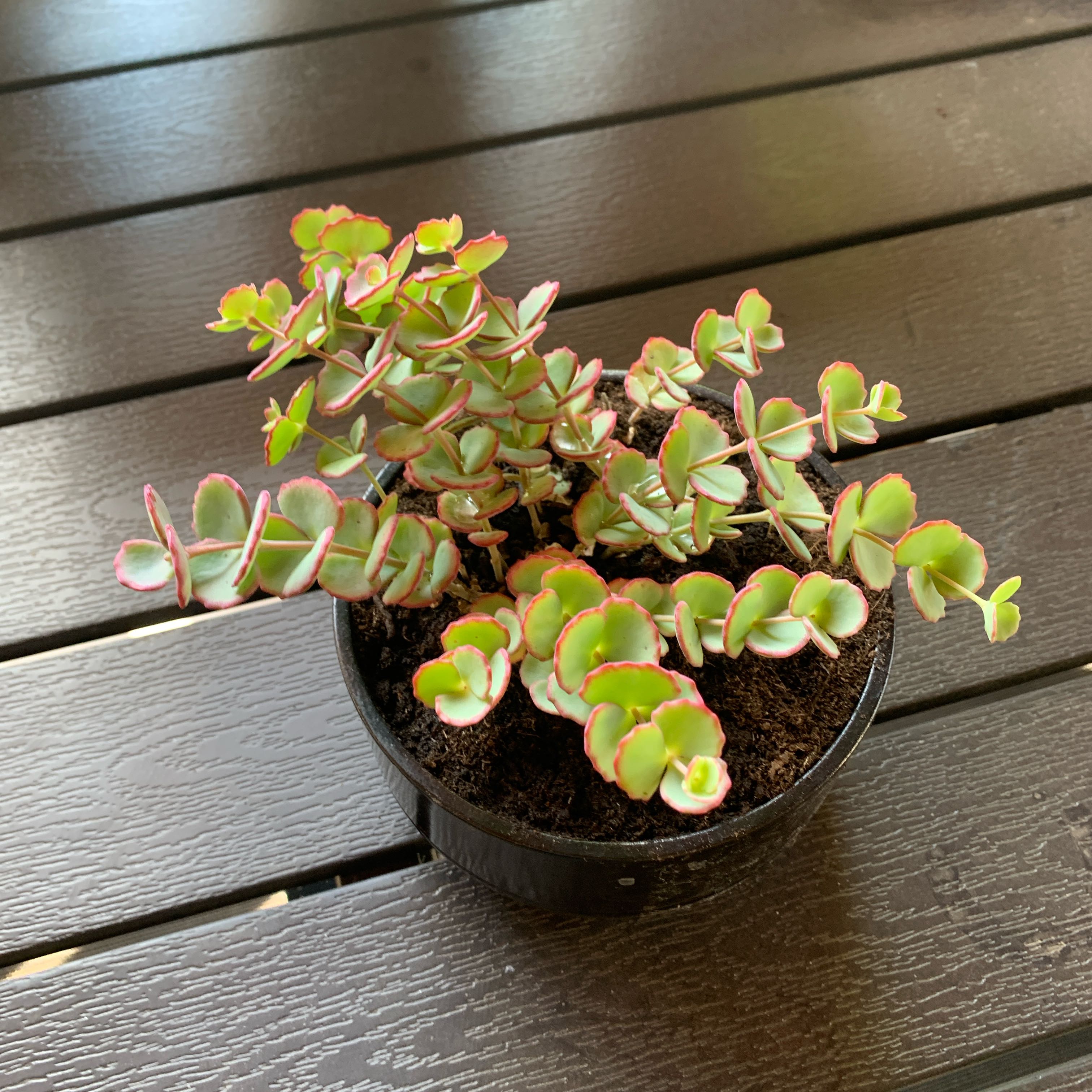 A healthy October Daphne plant in a small pot with round, fleshy leaves edged in red.
