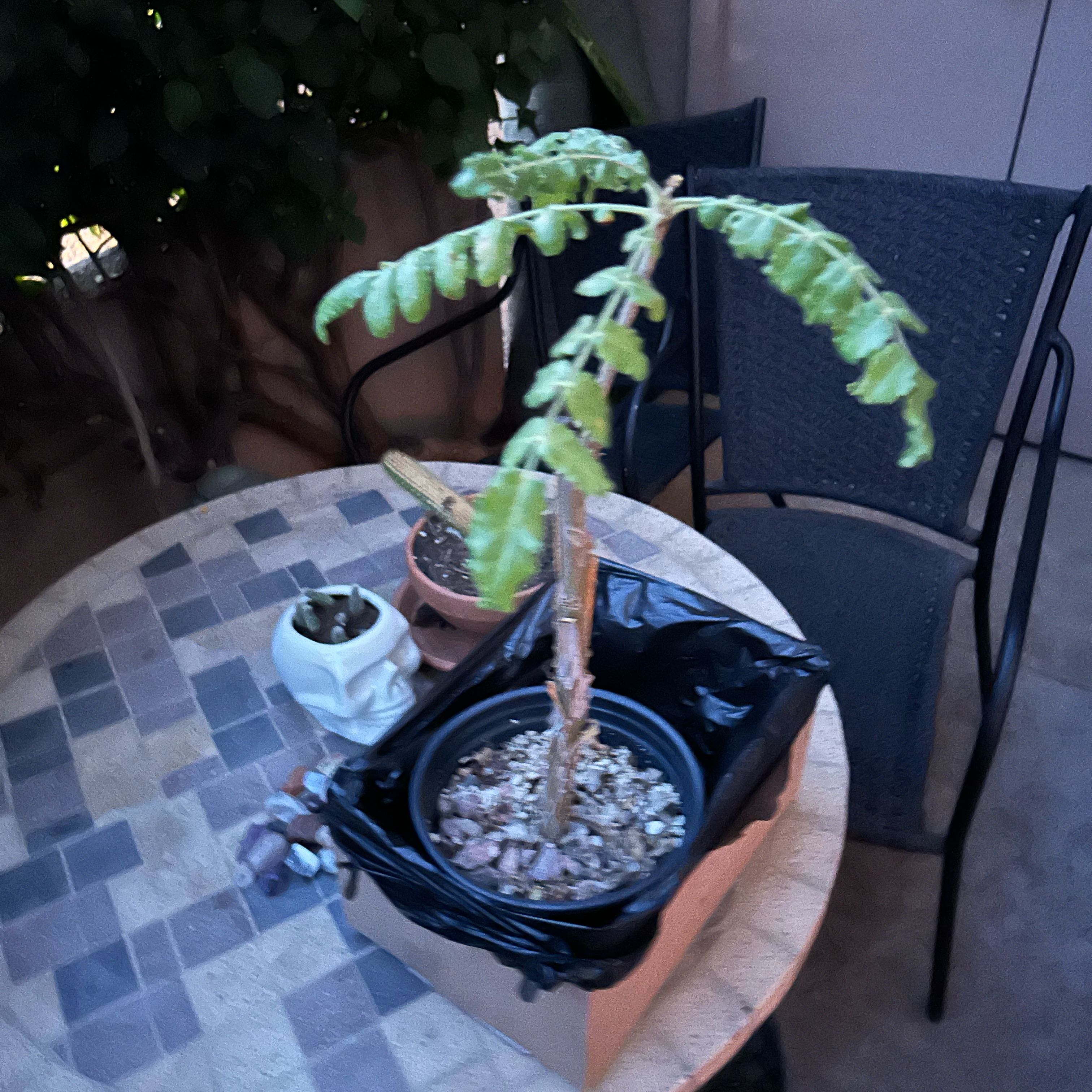 Photo of the plant species Boswellia sacra by @AlwaysSeaoxeye named Coco on Greg, the plant care app