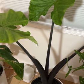 Photo of the plant species Black Macrorrhiza by @Funstigator named Ally on Greg, the plant care app