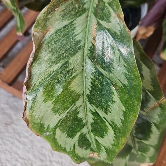 Photo of the plant species Calathea Helen Kennedy by @ComicalAlocasia named Lebron on Greg, the plant care app