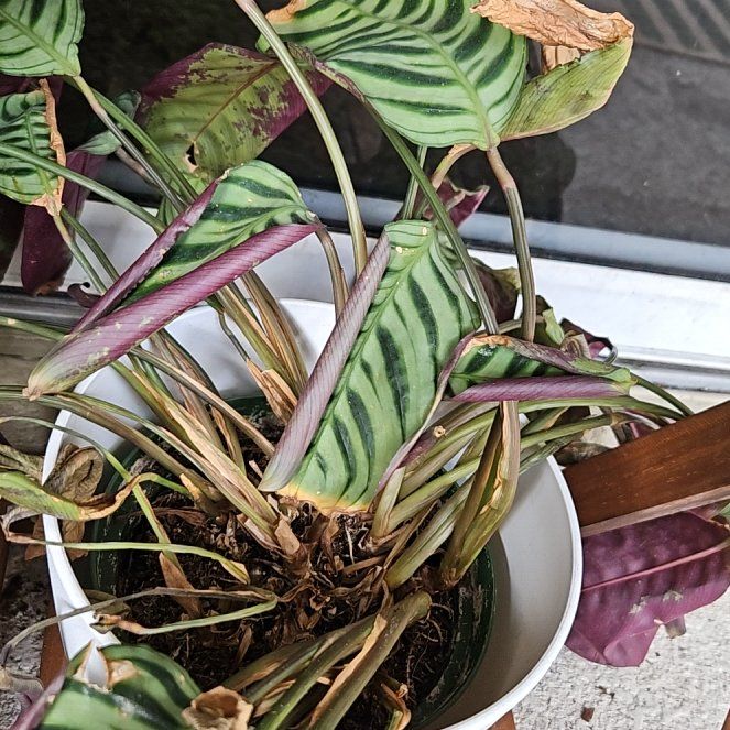 Photo of the plant species calathea by @ComicalAlocasia named ChloroPhil on Greg, the plant care app