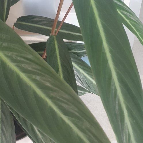 Photo of the plant species Magic Star calathea by @FetchingBonsai named Keanu Leaves on Greg, the plant care app