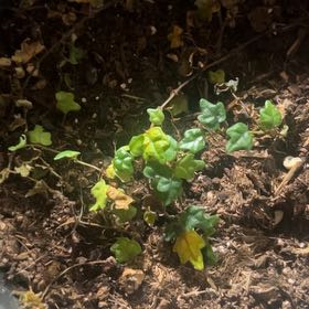 Photo of the plant species Miniature Oakleaf Fig by @TrueCapesundew named LiloStitch on Greg, the plant care app