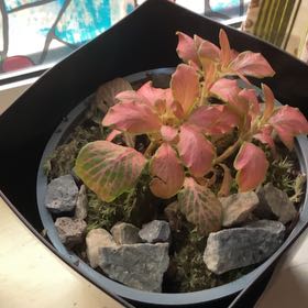 Photo of the plant species Nerve Plant by @MajordomoHoya named Lavender on Greg, the plant care app
