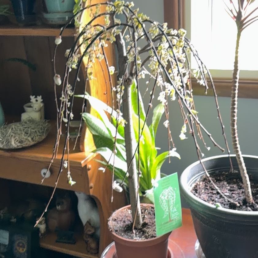 Photo of the plant species Weeping Willow by Erin named Captain Plant-it on Greg, the plant care app