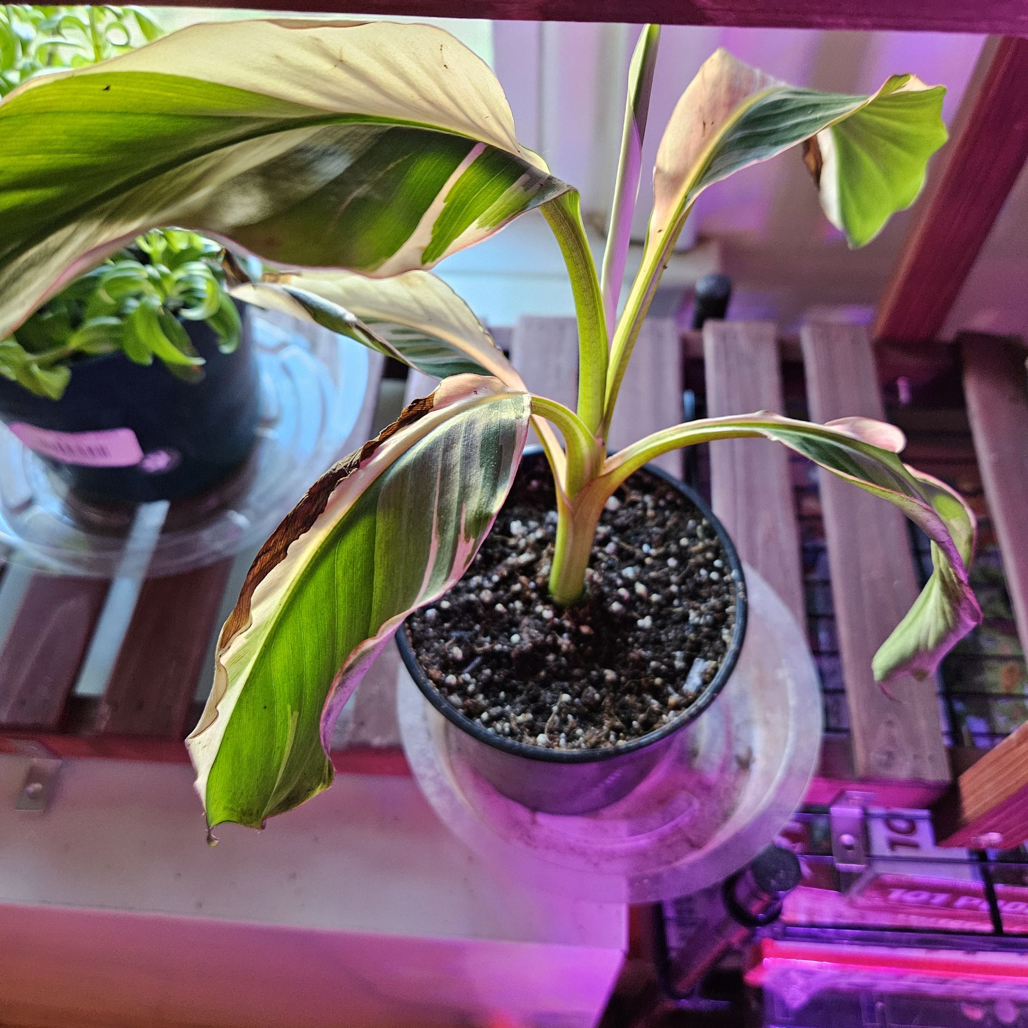 Photo of the plant species Pink Velvet Banana by @hillylew named Barbie on Greg, the plant care app