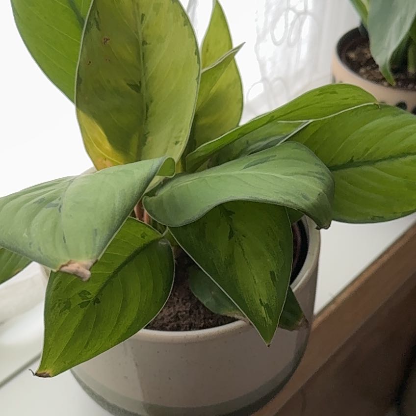 Photo of the plant species Homalomena 'Selby' by @WillSpiderwort named Zeus on Greg, the plant care app