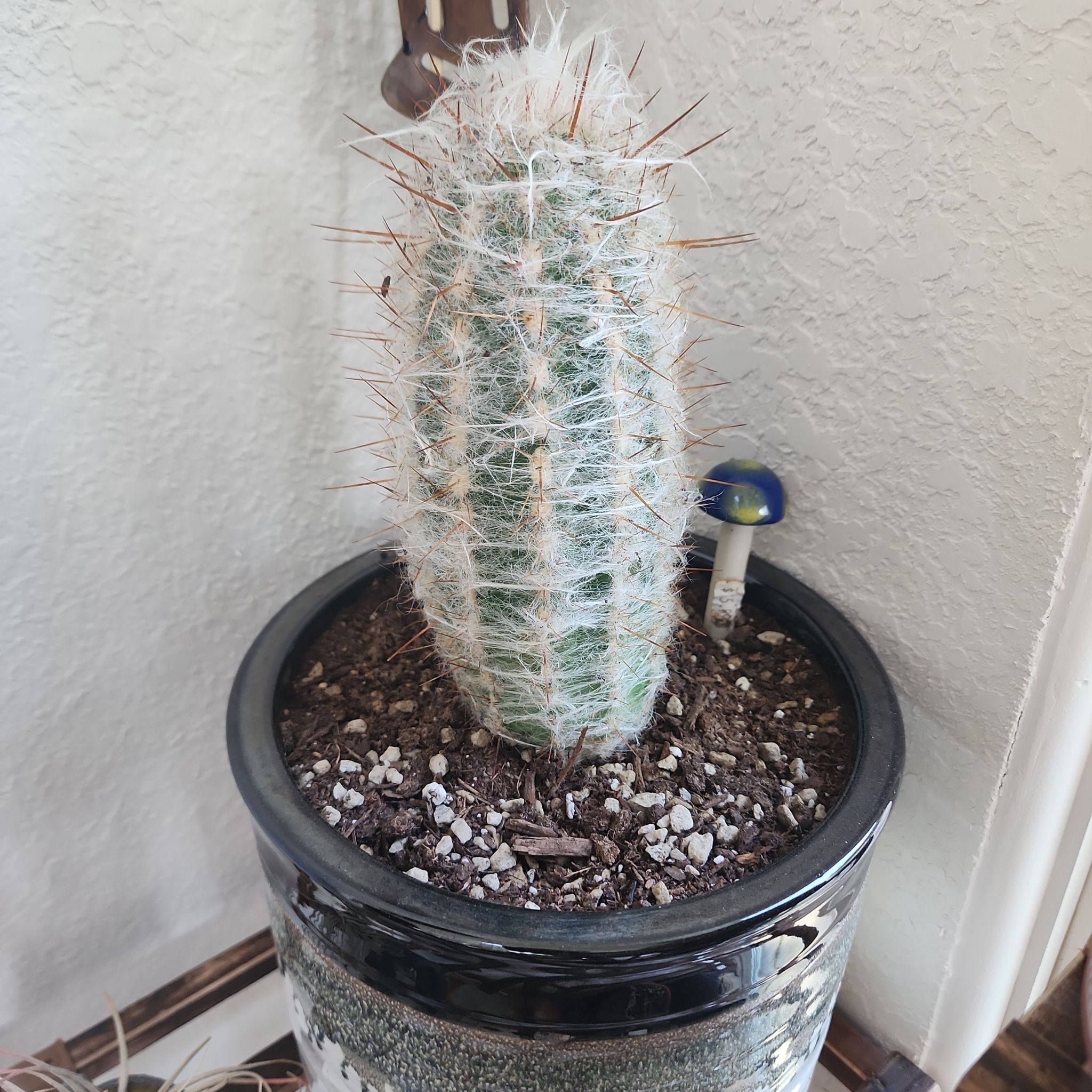 Old Man of the Andes cactus in a pot with visible soil, appears healthy.