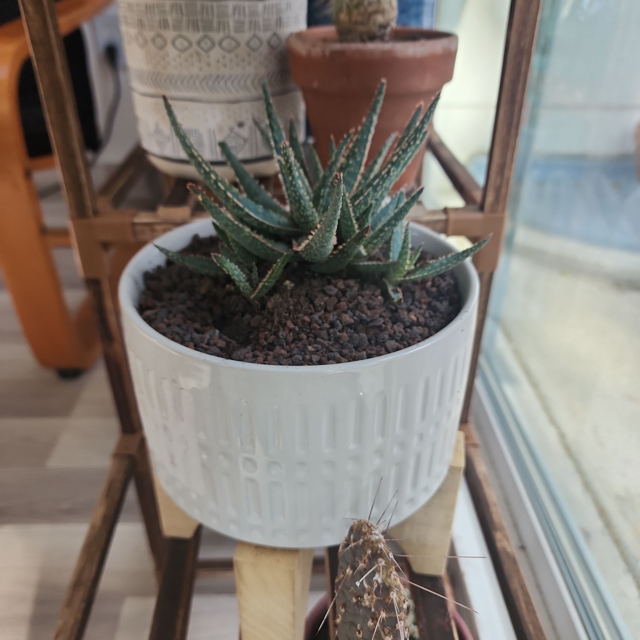 A healthy Aloe 'Purple Haze' plant in a white pot on a wooden stand.
