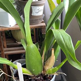 Photo of the plant species Parkside Orchid by @YiftLilacchina named Naomi on Greg, the plant care app