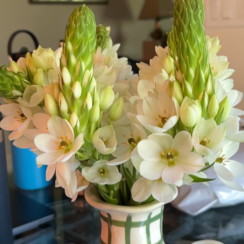 Photo of the plant species Cape-Lily by @ZestFielddodder named Athena on Greg, the plant care app