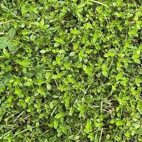 Sproutacus