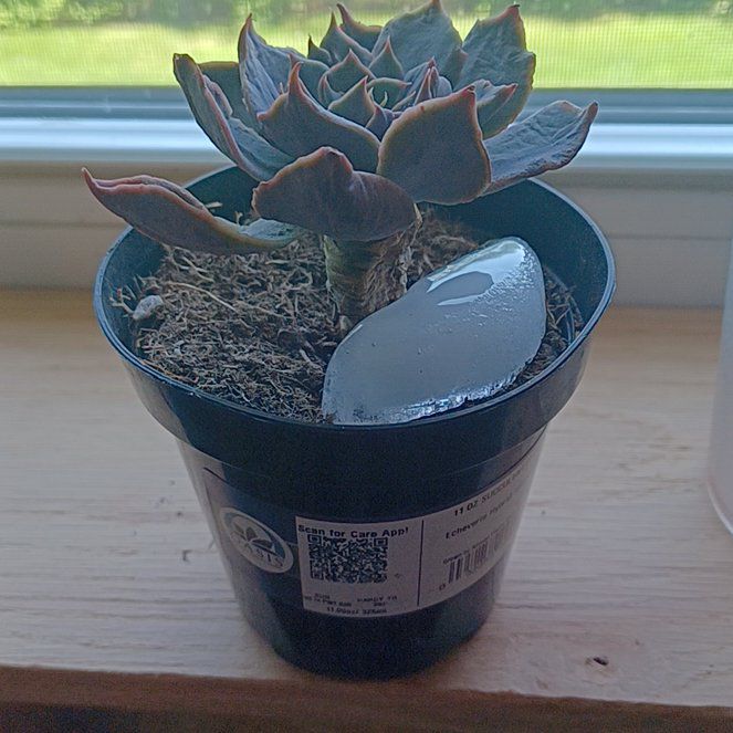 Photo of the plant species Echeveria 'Colorshift' by @NovelVelvetbean named Dax on Greg, the plant care app