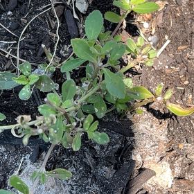 Photo of the plant species Turkey Tangle Fogfruit by @VastHardpine named Terra on Greg, the plant care app