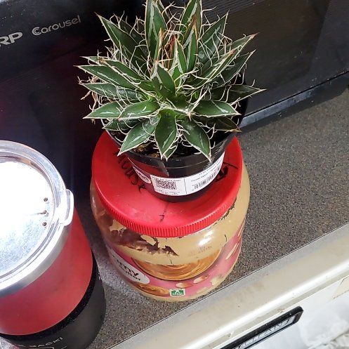 Photo of the plant species Thread Agave by @SuperKingfern named Spike on Greg, the plant care app