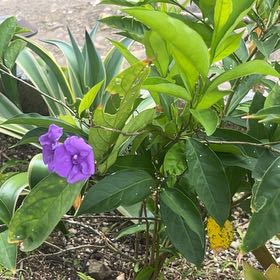 Photo of the plant species Brazil Raintree by @SuaveTasselfern named Beyonce on Greg, the plant care app