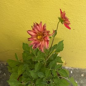 Photo of the plant species Garden Dahlia by @SuaveTasselfern named payaso on Greg, the plant care app