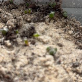 Photo of the plant species Pulvinate Dry Rock Moss by @UpcomingTievine named Mochi on Greg, the plant care app