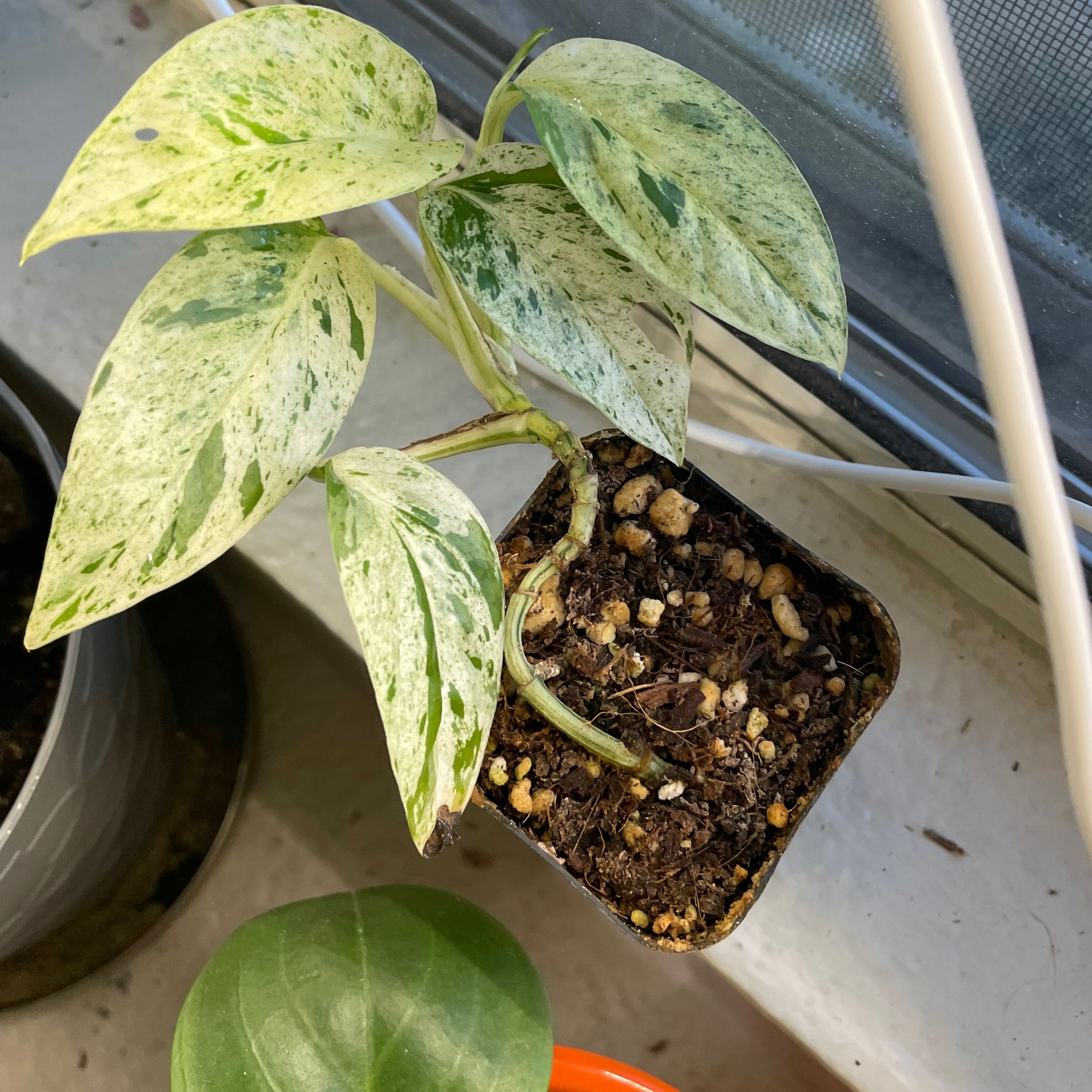 Marble Epipremnum Pinnatum plant in a small pot with variegated leaves and visible soil.